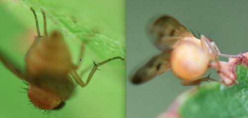 Homoneura sp.